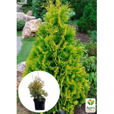 Туя західна Yellow Ribbon С3, висота 30-40см