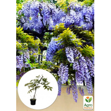 Глициния 2-х летняя китайская Блу сапфир (Wisteria chinensis Blue Sapphire) высота саженца 20-40см
