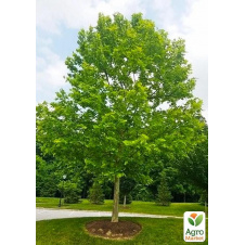 Платан западный Platanus occidentalis (декоративный, морозостойкий)