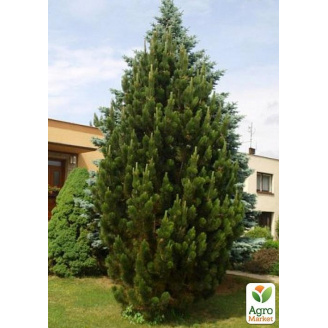 Сосна чорна Pyramidalis (Пірамідаліс)