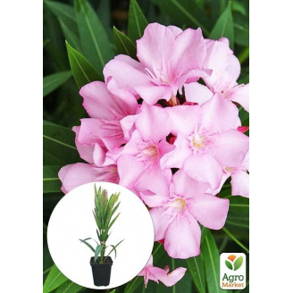 Олеандр запашний Nerium oleander Pink (вічнозелений, ароматний чагарник)