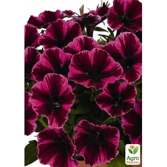 Петуния ампельная Sweetunia Miss Fantastic (контейнер №10, высота 10-15см)