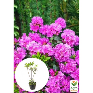 Азалия 2-х летняя японская Geisha Purple вазон С1, высота 15-30см