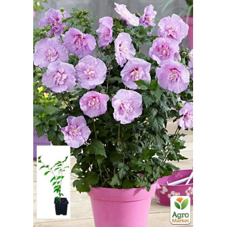 Гибискус сирийский Lavender Chiffon С1,5 высота 20-40 см