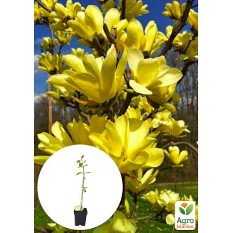 Магнолія щеплена 4-річна бруклінська Yellow Bird (висота 40-50см)