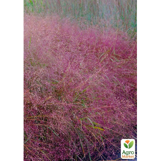 Ерагростис рожевий Eragrostis spectabilis