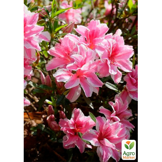 Азалия Японская 2-х летняя Мелли (Azalea japonica Melle) вазон С1