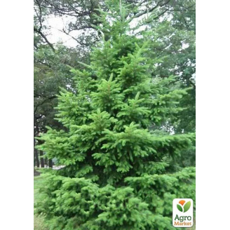 Пихта Дугласа 3-х летняя (Pseudotsuga menziesii) высота 30-40 см