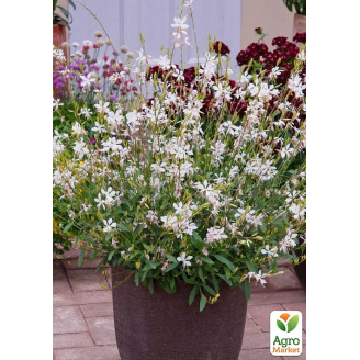 Гаура lindheimeri Ellura White (вазон С1.5, ефектний багаторічник)