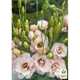 Еустома махрова Corelli Light Pink укорінена в контейнері Р9
