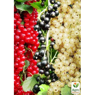 Краща смородина, комплект із 3-х сортів Ягідний коктейль (Berry cocktail) 3шт саджанців