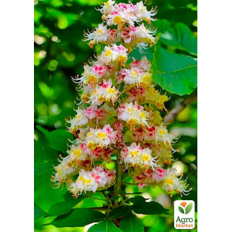 Каштан кінський Aesculus (красиво квітуче дерево) висота 20-50см
