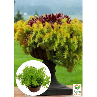 Очиток відігнутий Ангеліна (Sedum reflexum Angelna)