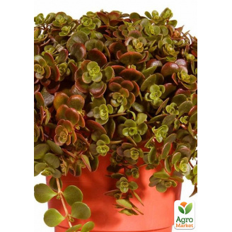 Очиток Tundra Tornado (Sedum makinoi)