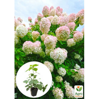 Гортензия 3-х летка метельчатая Grandiflora