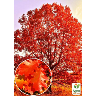 Дуб яскраво-червоний Quercus rubra (стійкий до шкідників та хвороб) висота 20-50см