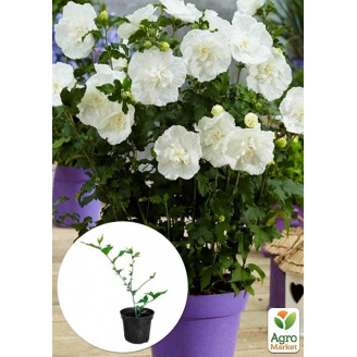 Гибискус сирийский White Chiffon С1,5 высота 35-45 см