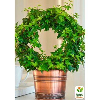 Плющ вечнозеленый садовый узколистный Sagittaefolia С2 высота 25-50см