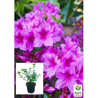 Азалия японская Блю Дануб (Azalea japonica Blue Danube) C1, высота 20-50см