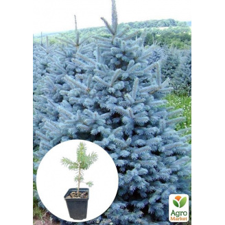 Ялина блакитна Majestic Blue вазон С1, 5, висота 15-30см