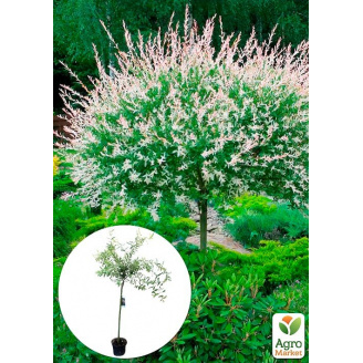 Верба на штамбі Hakuro-nishiki (висота 80-100см)
