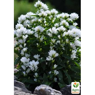 Колокольчик скученный Bellefleur White (морозостойкий, обильноцветущий многолетник)