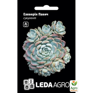 Ехеверія Павич ТМ Leda Agro 10шт