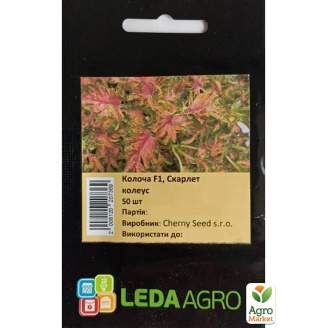 Колеус Колоча Скарлет ТМ Leda Agro 50шт
