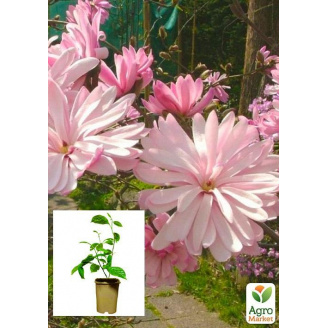 Магнолия 3-х летняя стеллата Rosea (высота 40-50см)