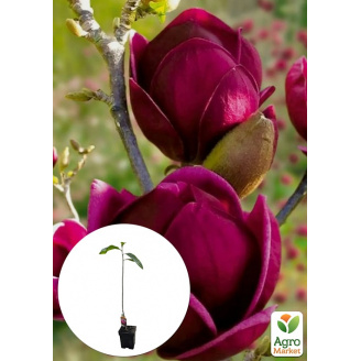 Магнолия привитая 4-х летняя гибридная Black Tulip (высота 60-80см)