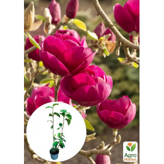 Магнолия 4-х летняя гибридная Black Tulip (высота 50-60см)