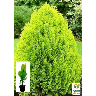 Туя 5-и летняя восточная Pyramidalis Aurea С3, высота 50-60 см