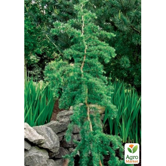 Лиственница японская Кемпфера 2-х летняя (Larix kaemp) С1,5 высота 60-80см