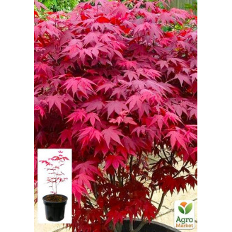 Клен 3-х летний веерный пальмолистный Атропурпуреум(Acer palmatum `Atropurpureum) С2 высота 40-70см