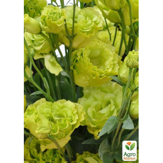 Еустома махрова Mariachi Lime Green укорінена в контейнері Р9