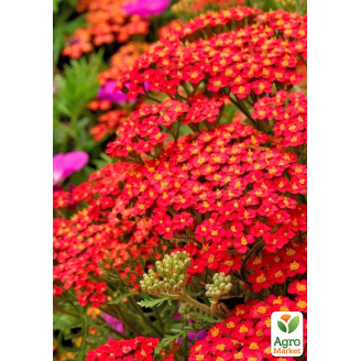 Тысячелистник красный Flowerburst Red Shades вазон С2