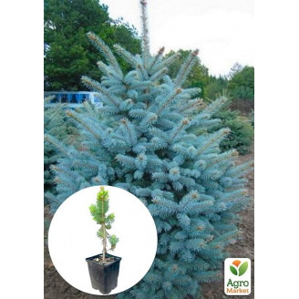 Ялина Санта Фе Glauca Santa Fe вазон С1,5, висота 20-30см