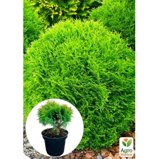 Туя західна Danica (Thuja occidentalis) С2, висота 15-20 см