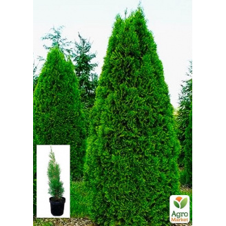 Туя західна Smaragd (Thuja occidentalis Smaragd) С2, висота 30-40 см