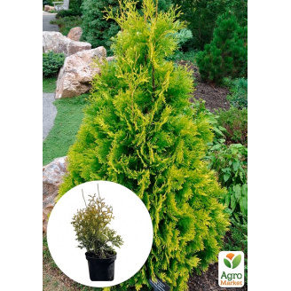 Туя західна Yellow Ribbon С3, висота 30-40см