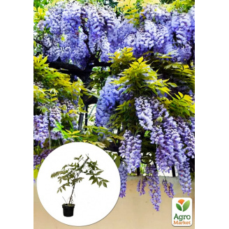 Гліцинія 2-річна китайська Блу сапфір (Wisteria chinensis Blue Sapphire) висота саджанця 20-40см