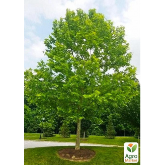 Платан западный Platanus occidentalis (декоративный, морозостойкий)