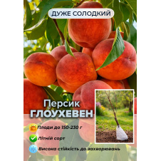 Эксклюзив! Персик Глоухевен (Glohaven) (летний сорт, средний срок созревания)
