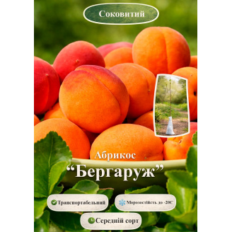 Эксклюзив! Абрикос Бергаруж (Bergarouge) (крупноплодный, средний срок созревания)