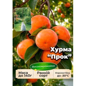 Эксклюзив! Хурма на виргинском морозостойком подвое Прок (Prok) высший сорт!
