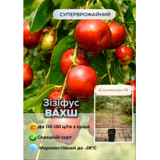 Эксклюзив! Зизифус (унаби) Vakhsh (Вахш) (средний срок созревания, высокоурожайный сорт) вазон Р9, высота 10-15см