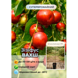 Ексклюзив! Зізіфус (унабі) Vakhsh (Вахш) (середній термін дозрівання, високоврожайний сорт) вазон Р9, висота 10-15см