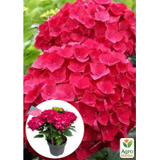 LMTD Гортензія macrophylla Hot Red 5-річна (висота 45-75см)