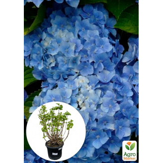 LMTD Гортензия macrophylla Bodensee 5-и летняя (высота 55-75см)