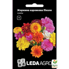 Георгина карликовая Пикколо ТМ Leda Agro 0,2г
